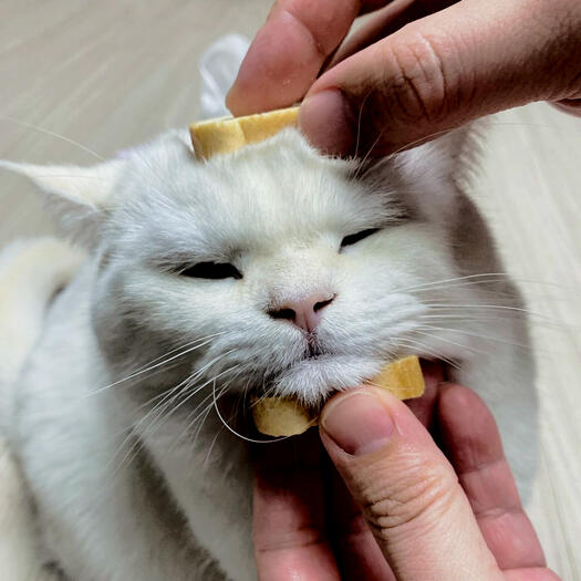 pão lulu